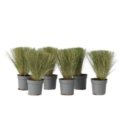 Stipa Tenuifolia 'Pony Tails' - Set Van 6 - Gras - Pot 9cm - Hoogte 20-30cm