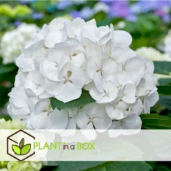 Hydrangea Macrophylla - Wit - Set Van 3 - Hortensia - Pot 9cm - Hoogte 25-40cm -Exporteren Tuin Verge Winkel 1000046300 0102