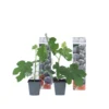Ficus Carica - Set Van 2 - Winterharde Vijgenboom - Pot 9cm - Hoogte 25-40cm