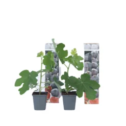 Ficus Carica - Set Van 2 - Winterharde Vijgenboom - Pot 9cm - Hoogte 25-40cm