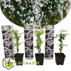 Jasminoides Officinale - Set Van 3 - Wit - Jasmijn - Pot 9cm - Hoogte 25-40cm -Exporteren Tuin Verge Winkel 1000046303 0102