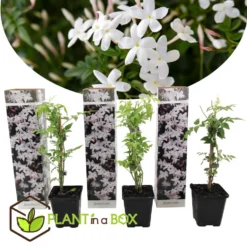 Jasminoides Officinale - Set Van 3 - Wit - Jasmijn - Pot 9cm - Hoogte 25-40cm -Exporteren Tuin Verge Winkel 1000046303 0103