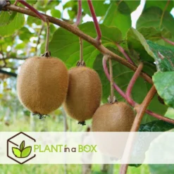 Kiwi Actinidia 'Jenny' - Set Van 6 - Kiwiplanten - Pot 9cm - Hoogte 20-40cm -Exporteren Tuin Verge Winkel 1000046306 0102