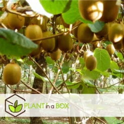 Kiwi Actinidia 'Jenny' - Set Van 6 - Kiwiplanten - Pot 9cm - Hoogte 20-40cm -Exporteren Tuin Verge Winkel 1000046306 0103