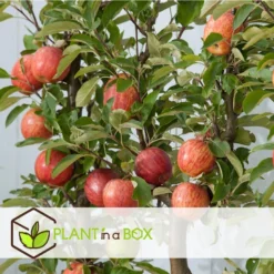 TRIO Appelboom - Malus - Pot 17cm - Hoogte 60-70cm -Exporteren Tuin Verge Winkel 1000046896 0102