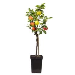 TRIO Appelboom - Malus - Pot 17cm - Hoogte 60-70cm