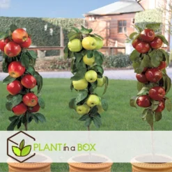 Malus - Mix Van 3 - Appelboom - Pilaar - Pot 9cm - Hoogte 60-70cm -Exporteren Tuin Verge Winkel 1000046897 0103