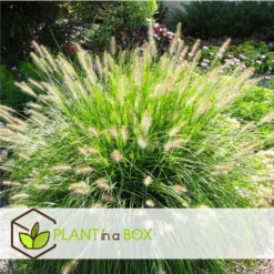 Pennisetum Alopecuroides - Pennisetum Hameln - Pot 23cm - Hoogte 20-30cm -Exporteren Tuin Verge Winkel 1000046900 0103