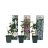 Passiflora - Mix Van 3 - Klimplant - Pot 9cm - Hoogte 25-40cm