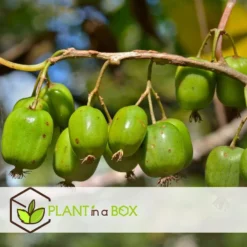 Smoothie Mix - Mix Van 4 - Goji,Cranberry,bes, Kiwi - Pot 9cm - Hoogte 25-40cm -Exporteren Tuin Verge Winkel 1000046902 0102