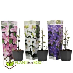 Mix Van 3 Clematis - Tuinplanten - Klimplant - Pot 9cm - Hoogte 25-40cm -Exporteren Tuin Verge Winkel 1000046904 0102