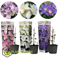 Mix Van 3 Clematis - Tuinplanten - Klimplant - Pot 9cm - Hoogte 25-40cm -Exporteren Tuin Verge Winkel 1000046904 0103