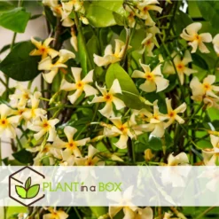 Toscaanse Jasmijn - Set Van 3 - Geel - Tuinplanten - Pot 9cm - Hoogte 25-40cm -Exporteren Tuin Verge Winkel 1000046906 0103