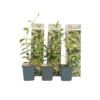 Toscaanse Jasmijn - Set Van 3 - Geel - Tuinplanten - Pot 9cm - Hoogte 25-40cm