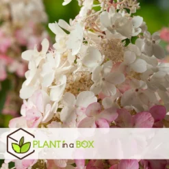 Hydrangea 'Pinky Winky' - Set Van 2 - Pluimhortensia - Pot 19cm - Hoogte 25-40cm -Exporteren Tuin Verge Winkel 1000046909 0102