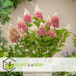 Hydrangea 'Pinky Winky' - Set Van 2 - Pluimhortensia - Pot 19cm - Hoogte 25-40cm -Exporteren Tuin Verge Winkel 1000046909 0103