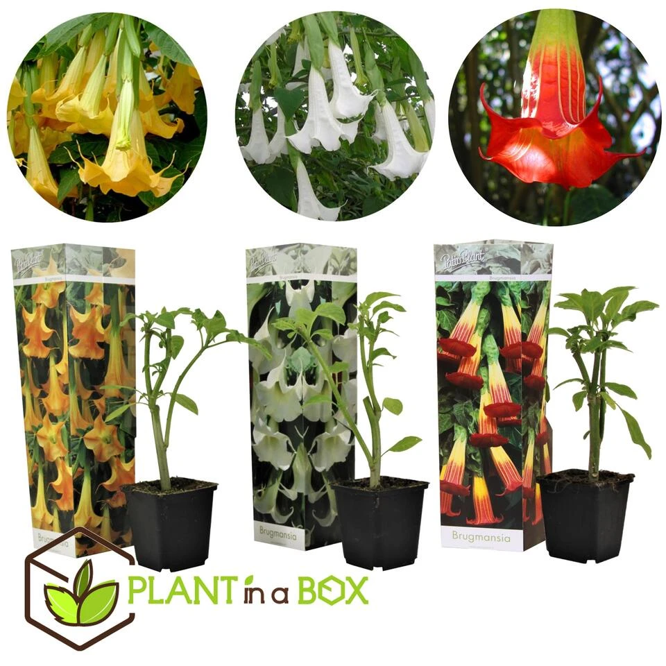 Brugmansia - Mix Van 3 - Trompetvormige Tuin Bloemen - Pot 9cm - Hoogte 25-40cm 2 Brugmansia - Mix Van 3 - Trompetvormige Tuin Bloemen - Pot 9cm - Hoogte 25-40cm - Afbeelding 2