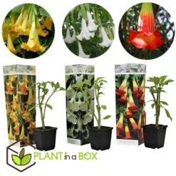 Brugmansia - Mix Van 3 - Trompetvormige Tuin Bloemen - Pot 9cm - Hoogte 25-40cm 6 Brugmansia - Mix Van 3 - Trompetvormige Tuin Bloemen - Pot 9cm - Hoogte 25-40cm -Exporteren Tuin Verge Winkel 1000046910 0102