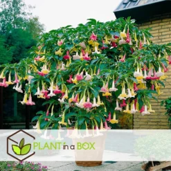 Brugmansia - Mix Van 3 - Trompetvormige Tuin Bloemen - Pot 9cm - Hoogte 25-40cm 7 Brugmansia - Mix Van 3 - Trompetvormige Tuin Bloemen - Pot 9cm - Hoogte 25-40cm -Exporteren Tuin Verge Winkel 1000046910 0103