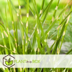 Miscanthus Zebrinus - Winterhard Siergras - Set Van 2 - Pot 23cm - Hoogte20-30cm -Exporteren Tuin Verge Winkel 1000046912 0102