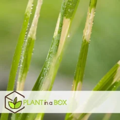 Miscanthus Zebrinus - Winterhard Siergras - Set Van 2 - Pot 23cm - Hoogte20-30cm -Exporteren Tuin Verge Winkel 1000046912 0103