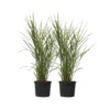 Miscanthus Zebrinus - Winterhard Siergras - Set Van 2 - Pot 23cm - Hoogte20-30cm