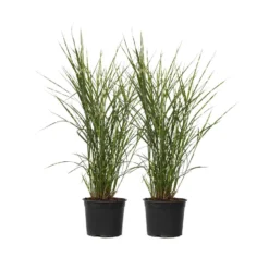 Miscanthus Zebrinus - Winterhard Siergras - Set Van 2 - Pot 23cm - Hoogte20-30cm