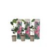 Camellia Japonica - Set Van 3 - Roze - Japanse Rozen - Pot 9cm - Hoogte 25-40cm