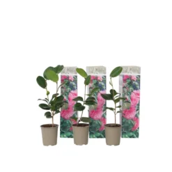 Camellia Japonica - Set Van 3 - Roze - Japanse Rozen - Pot 9cm - Hoogte 25-40cm