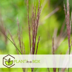 Miscanthus Sinensis 'Kleine Silberspinne' - Pot 23cm - Hoogte 20-30cm -Exporteren Tuin Verge Winkel 1000046922 0102