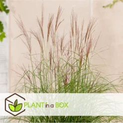 Miscanthus Sinensis 'Kleine Silberspinne' - Pot 23cm - Hoogte 20-30cm -Exporteren Tuin Verge Winkel 1000046922 0103