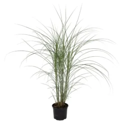 Miscanthus Sinensis 'Kleine Silberspinne' - Pot 23cm - Hoogte 20-30cm