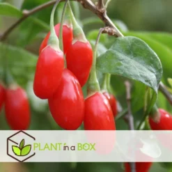 Lycium Barbarum - Set Van 6 - Goji Planten - Pot 9cm - Hoogte 25-40cm -Exporteren Tuin Verge Winkel 1000046923 0103