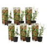 Lycium Barbarum - Set Van 6 - Goji Planten - Pot 9cm - Hoogte 25-40cm