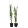 Panicum Virgatum Northwind - Set Van 2 - Siergrassen - Pot 23cm - Hoogte 40-60cm