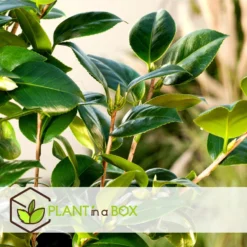 Camellia Japonica - Set Van 3 - Wit - Japanse Rozen - Pot 9cm - Hoogte 25-40cm -Exporteren Tuin Verge Winkel 1000046929 0102