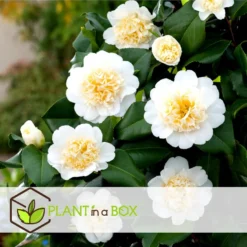 Camellia Japonica - Set Van 3 - Wit - Japanse Rozen - Pot 9cm - Hoogte 25-40cm -Exporteren Tuin Verge Winkel 1000046929 0103