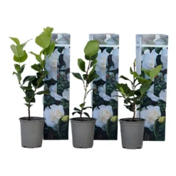 Camellia Japonica - Set Van 3 - Wit - Japanse Rozen - Pot 9cm - Hoogte 25-40cm