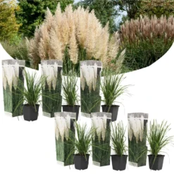 Cortaderia Selloana - Set Van 6 - Siergras - Wit - Pot 9cm - Hoogte 25-40cm