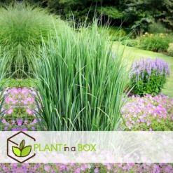 Panicum Virgatum - Panicum Northwind Siergras - Pot 23cm - Hoogte 40-60cm -Exporteren Tuin Verge Winkel 1000046931 0102