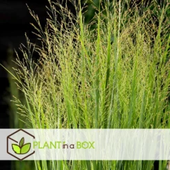 Panicum Virgatum - Panicum Northwind Siergras - Pot 23cm - Hoogte 40-60cm -Exporteren Tuin Verge Winkel 1000046931 0103