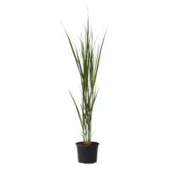 Panicum Virgatum - Panicum Northwind Siergras - Pot 23cm - Hoogte 40-60cm