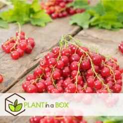 Berry Mix - Mix Van 4 - Bessenplanten - Tuinplanten - Pot 9cm - Hoogte 25-40cm -Exporteren Tuin Verge Winkel 1000046932 0102