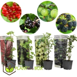Berry Mix - Mix Van 4 - Bessenplanten - Tuinplanten - Pot 9cm - Hoogte 25-40cm -Exporteren Tuin Verge Winkel 1000046932 0103