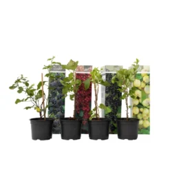 Berry Mix - Mix Van 4 - Bessenplanten - Tuinplanten - Pot 9cm - Hoogte 25-40cm