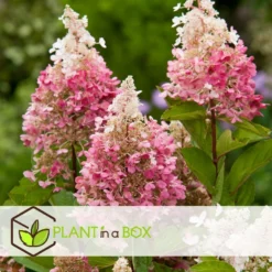 Hydrangea 'Pinky Winky' - Pluimhortensia - Pot 19cm - Hoogte 25-40cm -Exporteren Tuin Verge Winkel 1000046934 0103