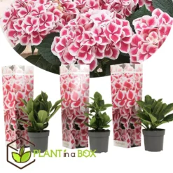 Hydrangea Bicolor 'Camilla' Roze - Set Van 3 - Pot 9cm - Hoogte 25-40cm -Exporteren Tuin Verge Winkel 1000046935 0102