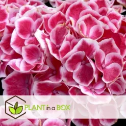 Hydrangea Bicolor 'Camilla' Roze - Set Van 3 - Pot 9cm - Hoogte 25-40cm -Exporteren Tuin Verge Winkel 1000046935 0103