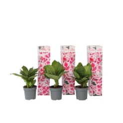 Hydrangea Bicolor 'Camilla' Roze - Set Van 3 - Pot 9cm - Hoogte 25-40cm