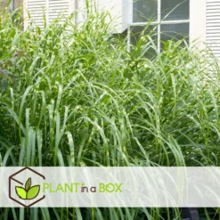 Miscanthus Zebrinus - Winterhard Siergras - Pot 23cm - Hoogte 20-30cm -Exporteren Tuin Verge Winkel 1000046936 0102